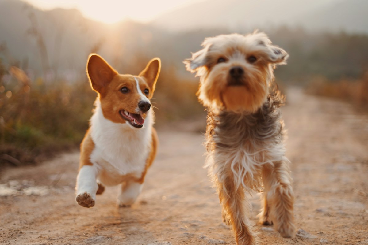 Cão de guarda tático K9 para proteção empresarial