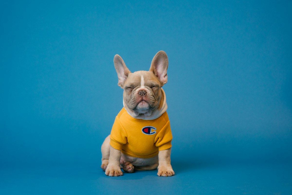 Segurança com Cães Adestrados K9